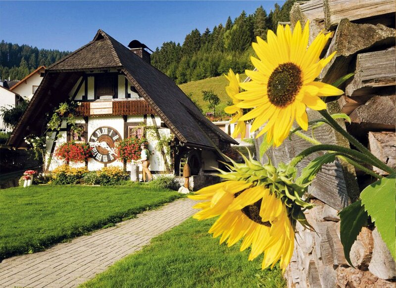 Sunflowers in Front of House