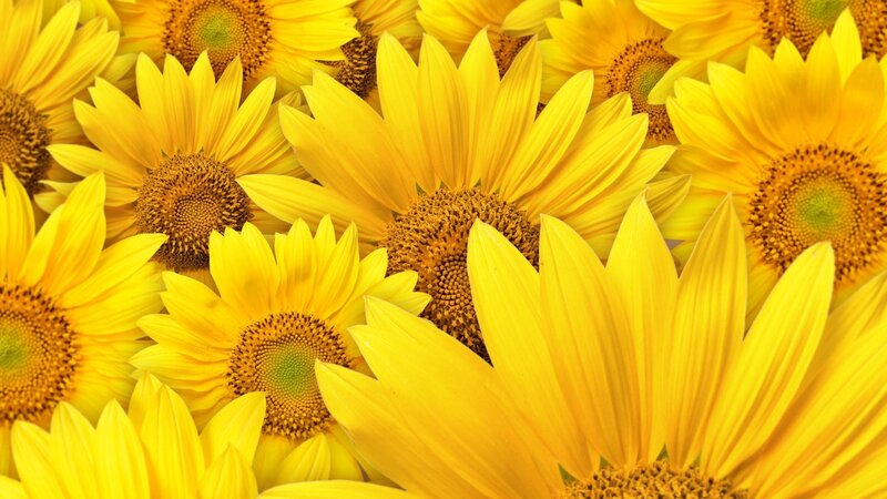 Sunflowers in full bloom