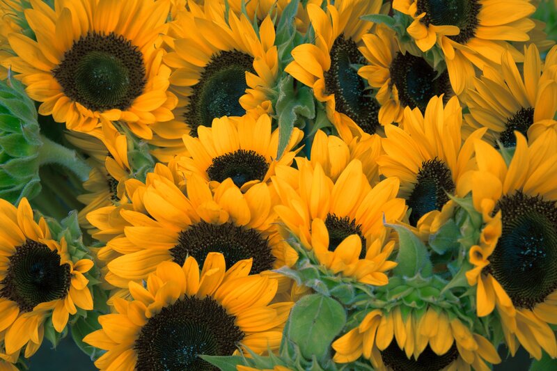 Sunflowers in full bloom