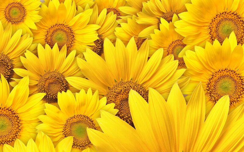 Sunflowers in full bloom