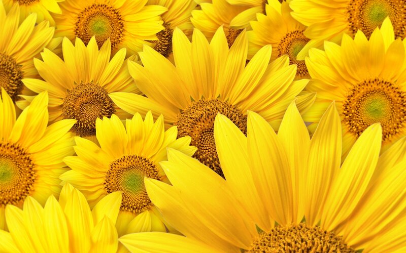 Sunflowers in full bloom