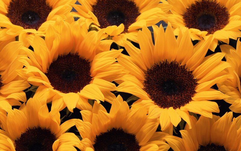 Sunflowers in full bloom