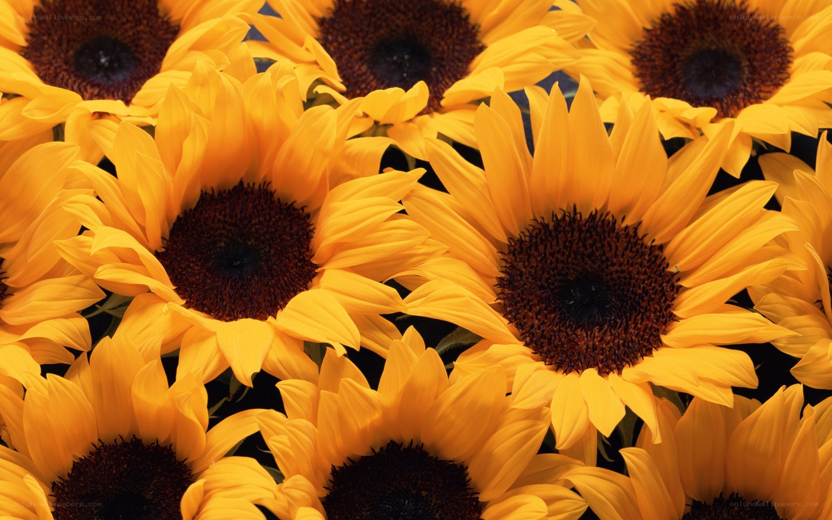 Sunflowers in full bloom