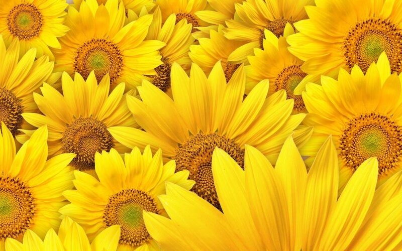 Sunflowers in full bloom