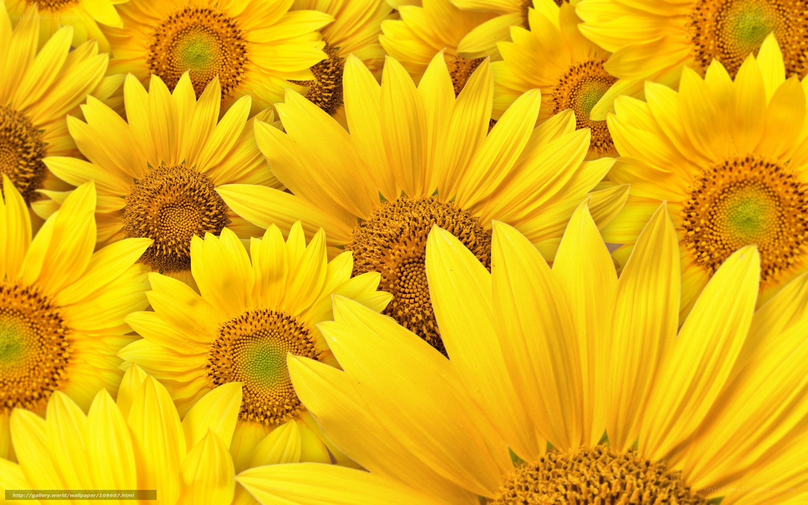 Sunflowers in full bloom