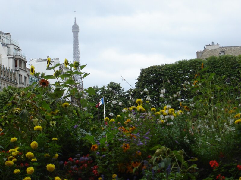 Sunflowers in Garden — Green, Calm, Afternoon