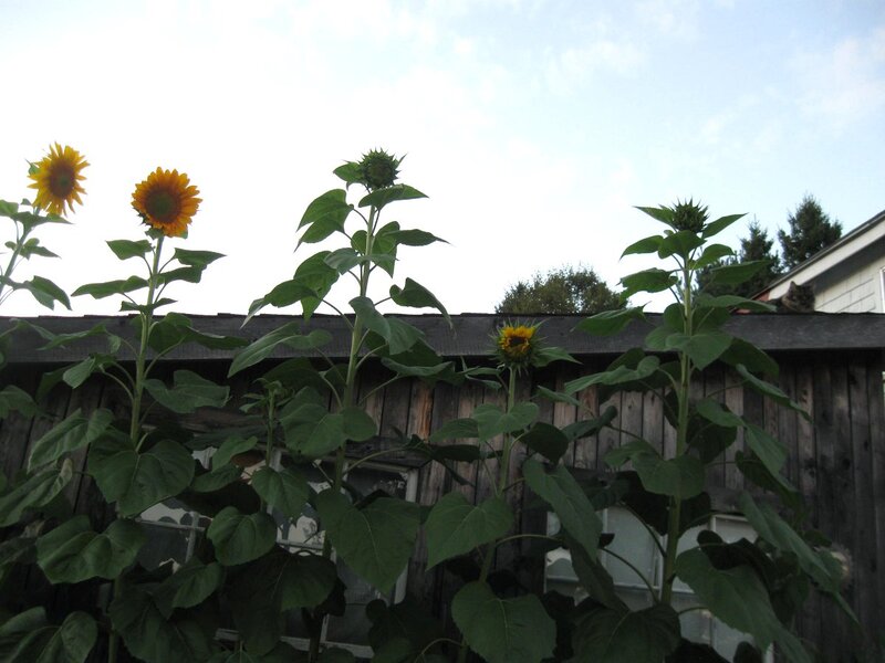 Sunflowers in Garden — Green, Calm