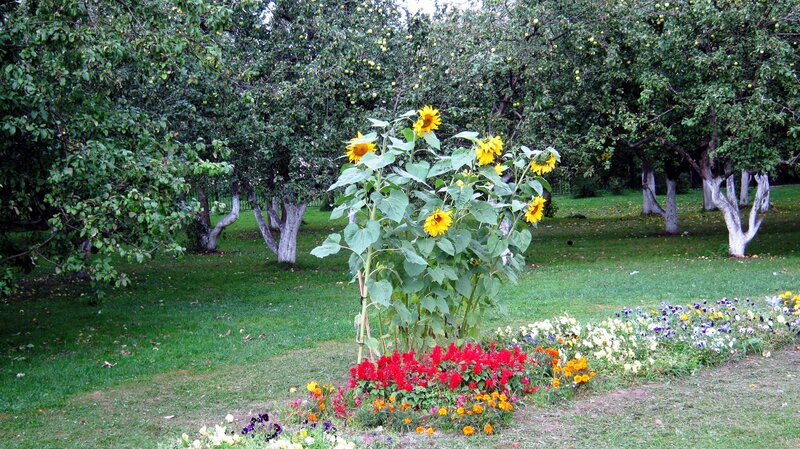 Sunflowers in Garden — Green, Serene, Summer
