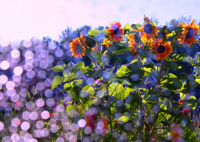Sunflowers in Garden — Orange