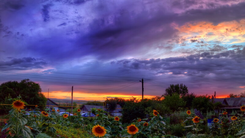 Sunflowers in Garden — Purple, Dramatic