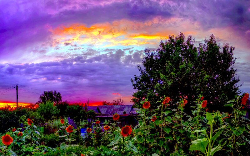 Sunflowers in Garden — Purple