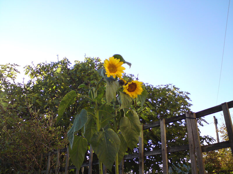 Sunflowers in Garden