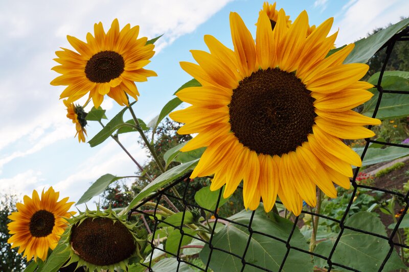 Sunflowers in Garden — Yellow, Bright, Afternoon, Photograph, Sky