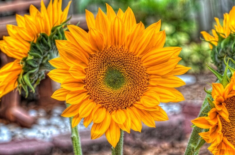 Sunflowers in Garden — Yellow, Bright, Afternoon, Photograph