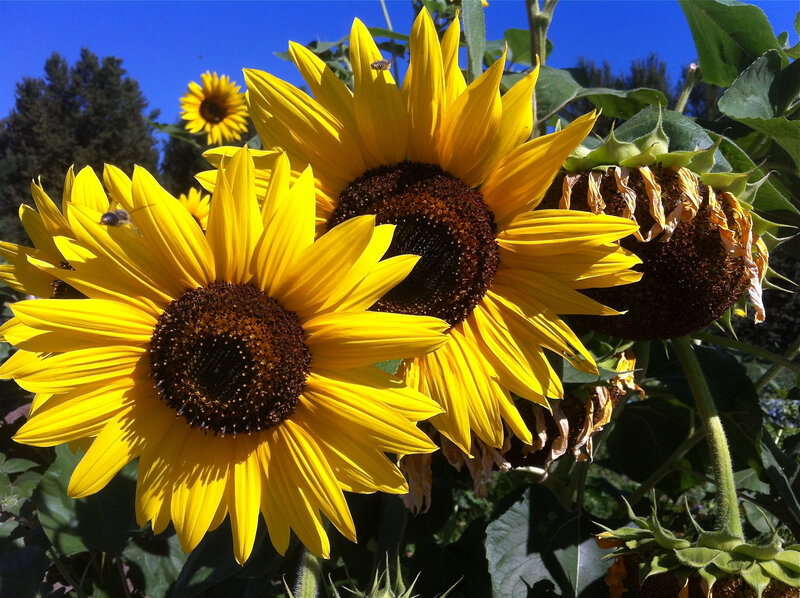Sunflowers in Garden — Yellow, Bright, Afternoon
