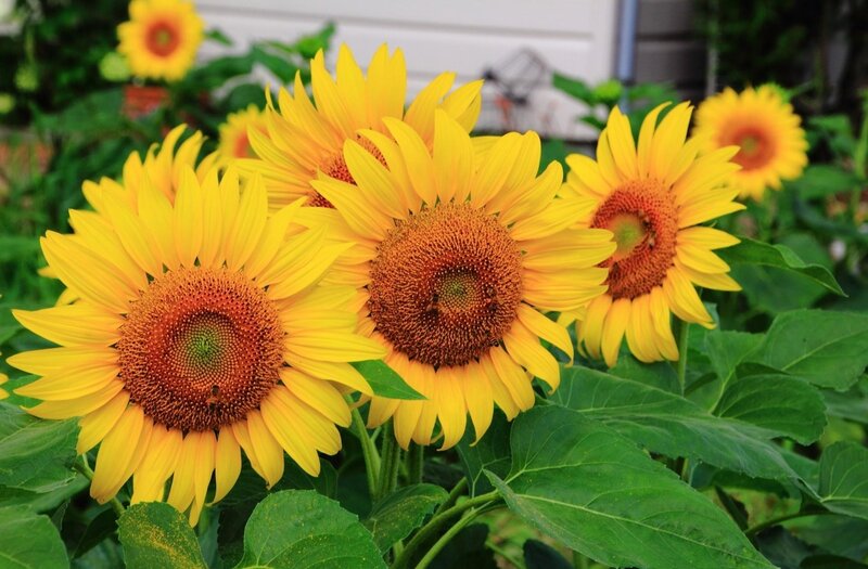 Sunflowers in Garden — Yellow, Bright, Summer, Photograph