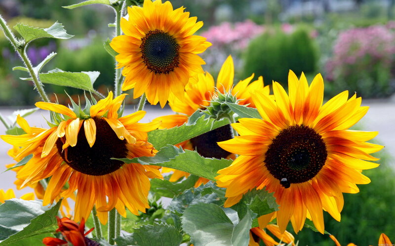 Sunflowers in Garden — Yellow, Bright, Summer