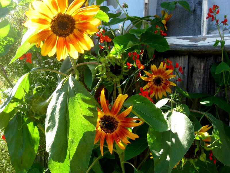 Sunflowers in Garden — Yellow, Bright