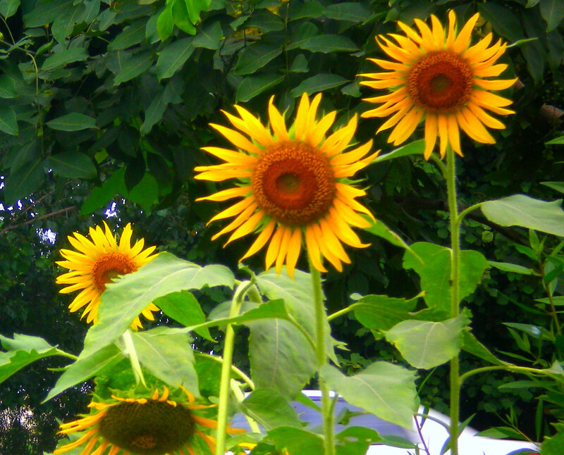 Sunflowers in Garden — Yellow, Natural, Summer, Photograph
