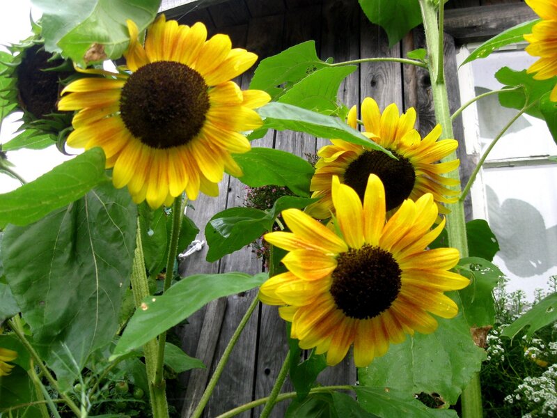 Sunflowers in Garden — Yellow, Natural