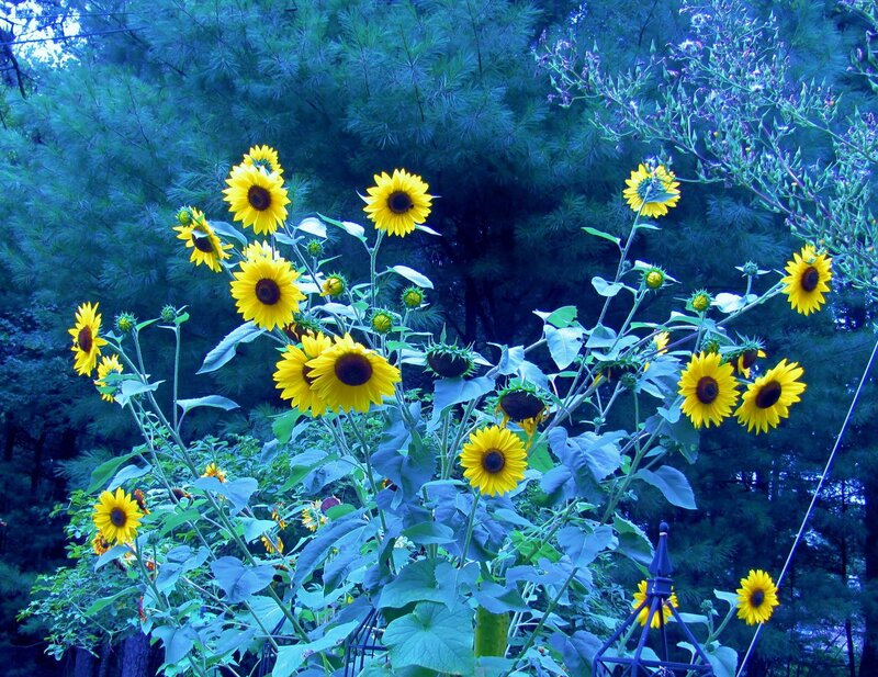 Sunflowers in Garden — Yellow, Serene, Afternoon, Photograph