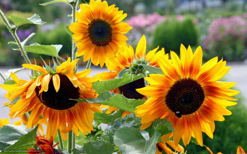 Sunflowers in Garden — Yellow, Serene, Summer