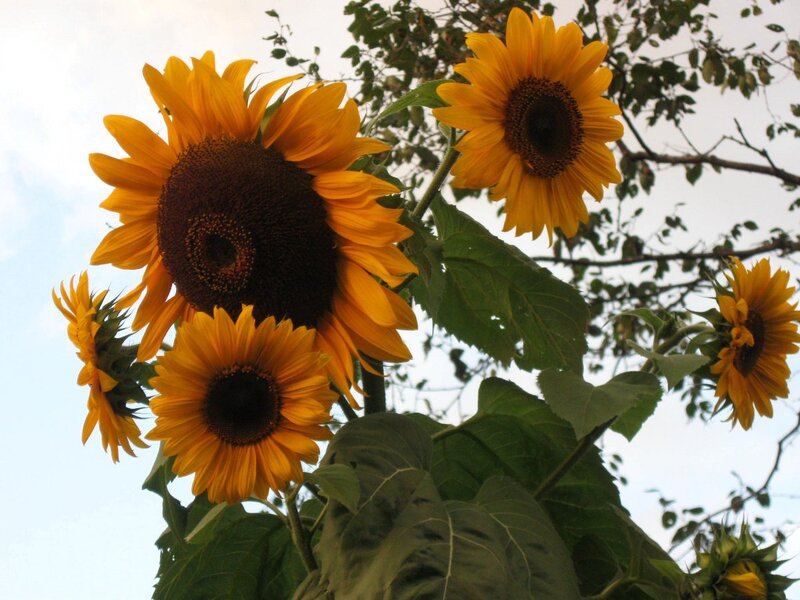 Sunflowers in Garden — Yellow, Serene