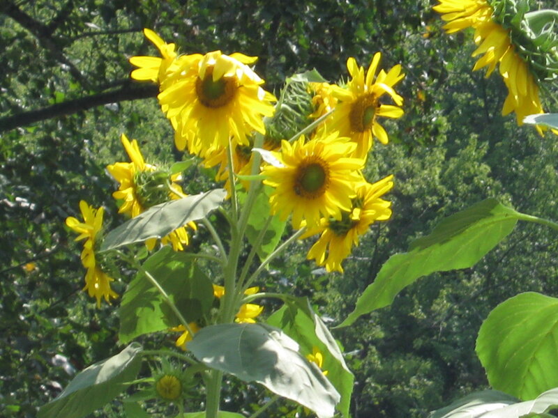 Sunflowers in Garden — Yellow