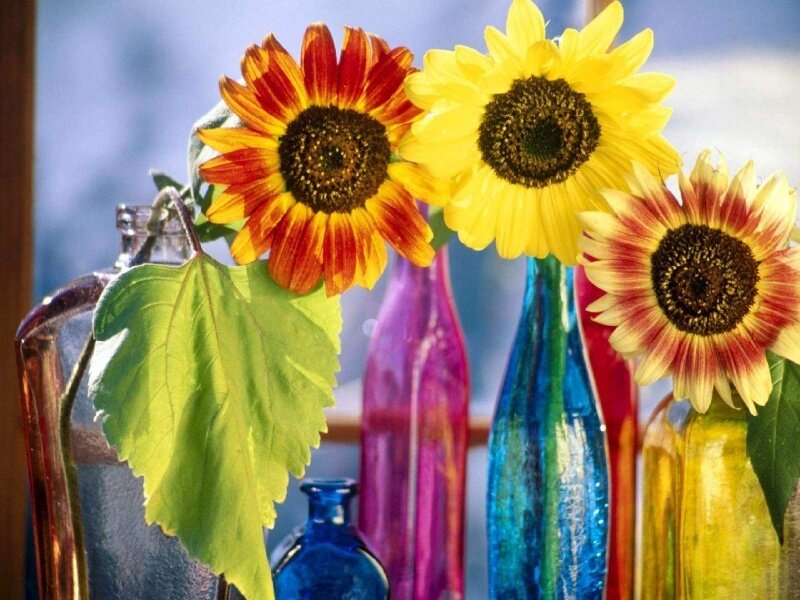 Sunflowers in Glass Bottles