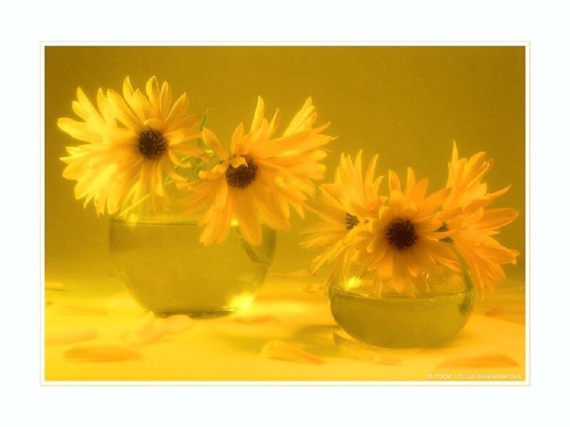 Sunflowers in glass vases