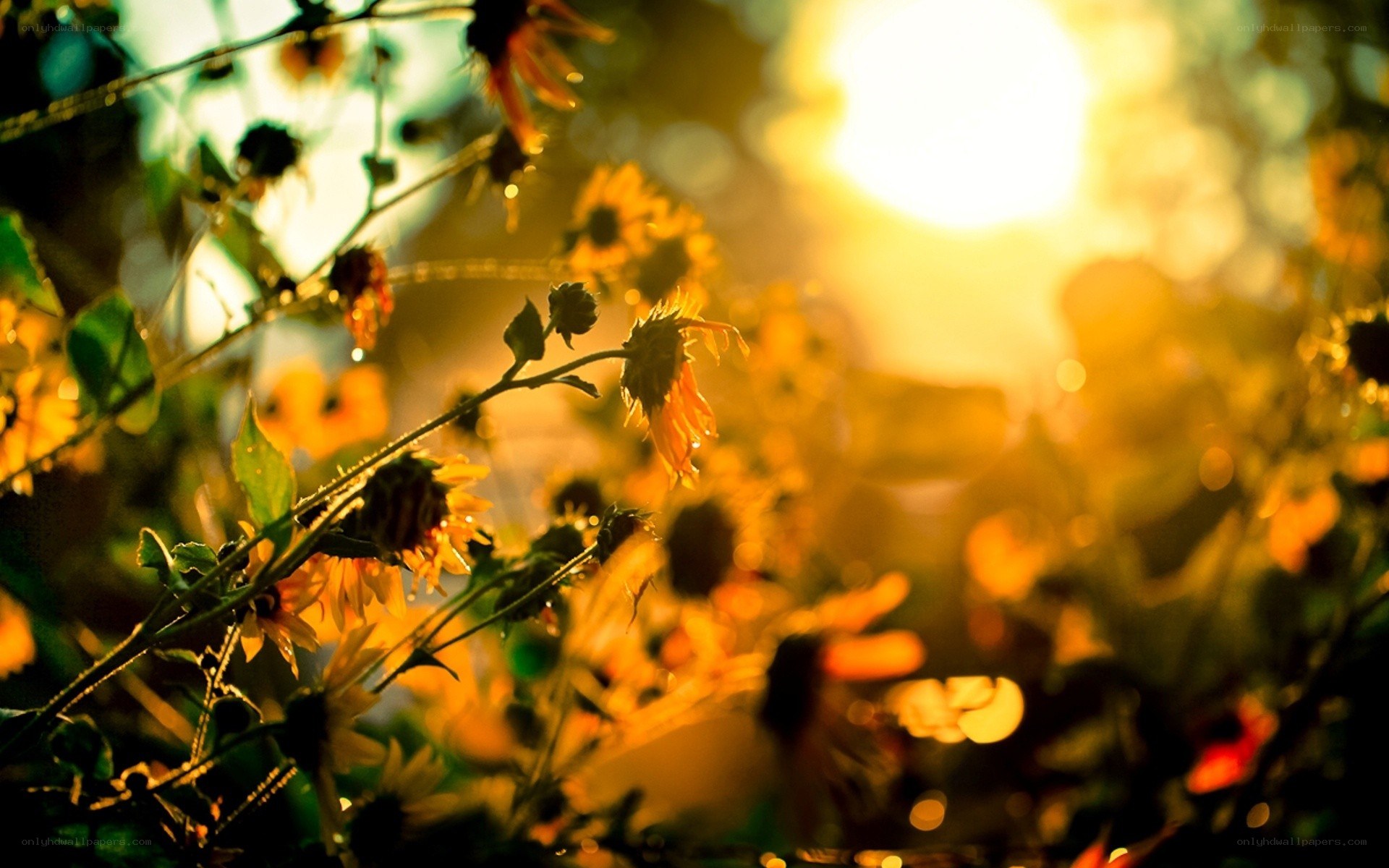 Sunflowers in golden light