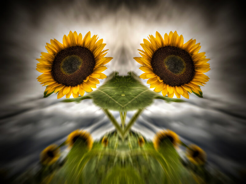Sunflowers in Mirror Effect