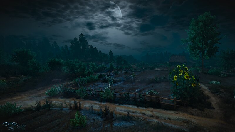 Sunflowers in Moonlight