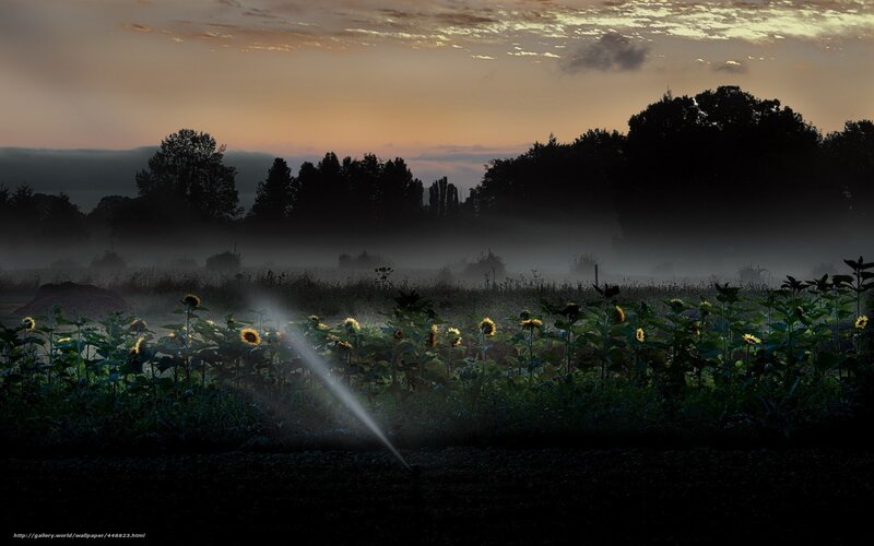 Sunflowers in morning mist