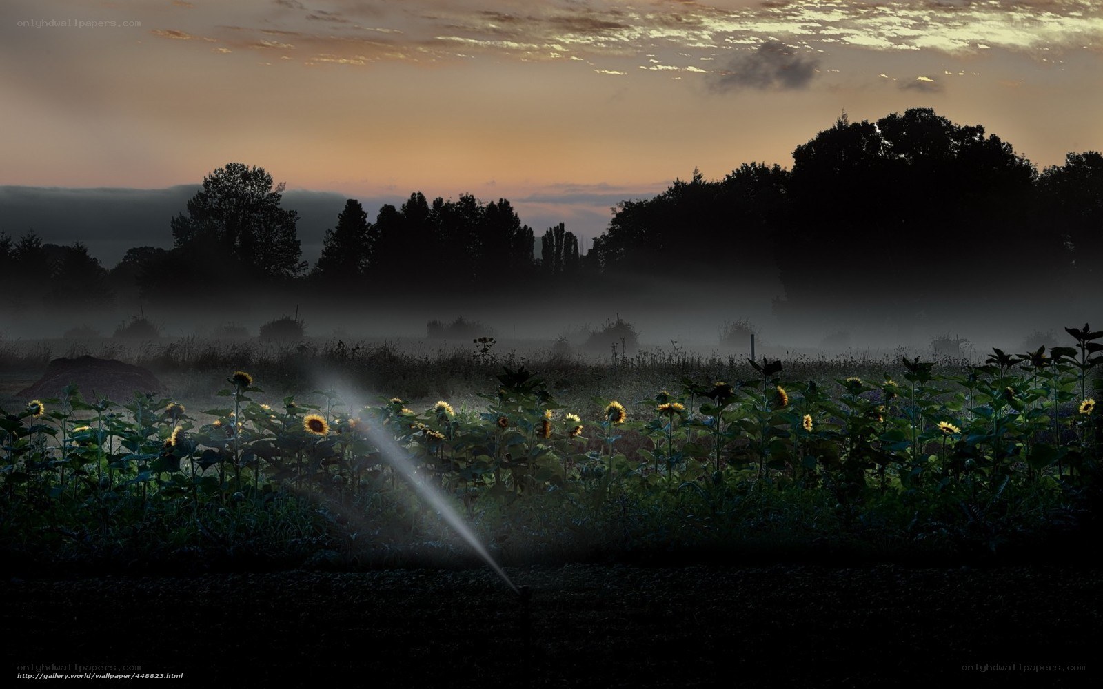 Sunflowers in morning mist