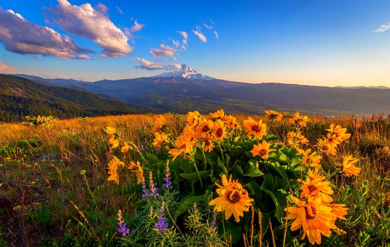 Sunflowers in Mountain Field