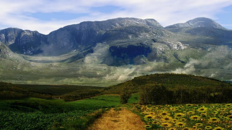 Sunflowers in Mountain Valley — Green