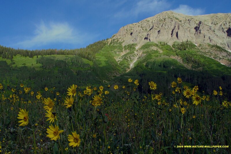 Sunflowers in mountain valley
