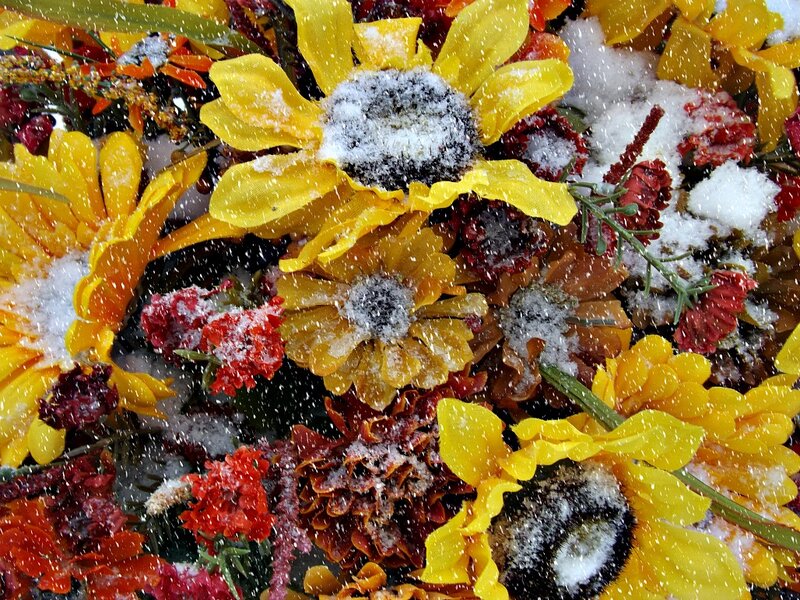 Sunflowers in Snow