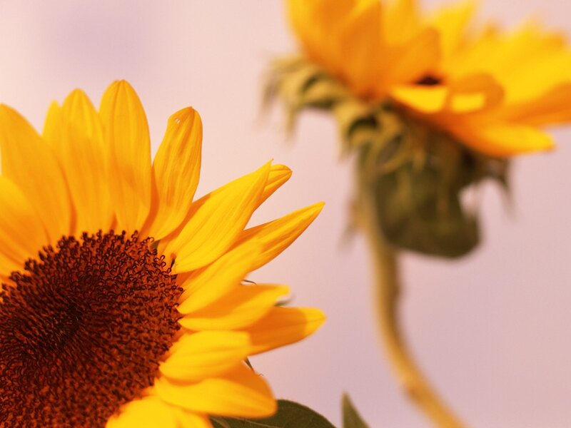Sunflowers in soft light