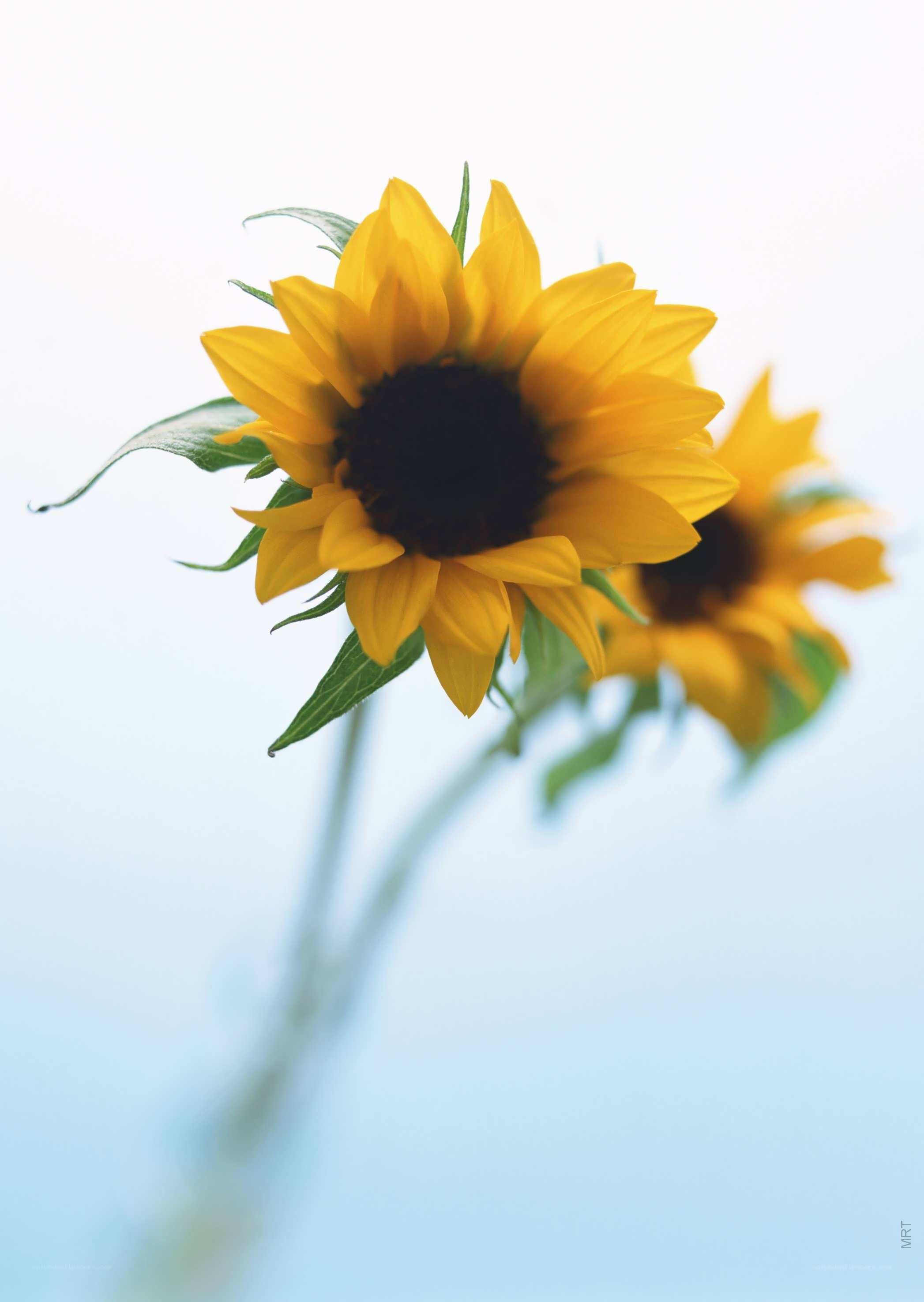 Sunflowers in soft light