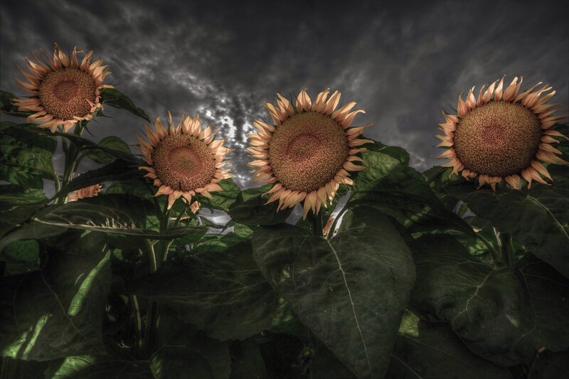 Sunflowers in Stormy Sky