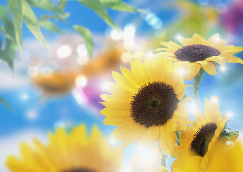 Sunflowers in sunlight