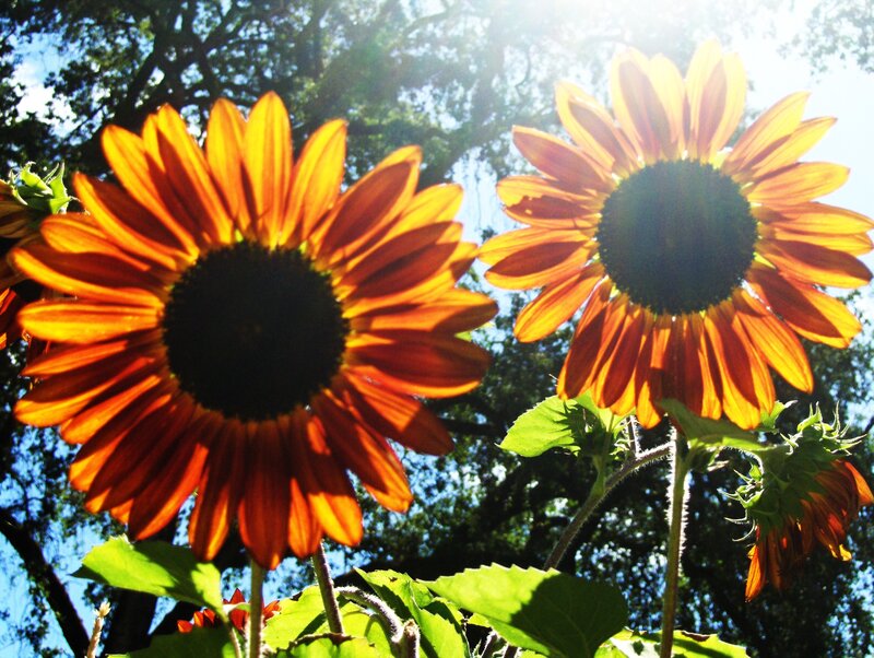 Sunflowers in Sunlight — Orange