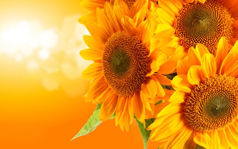 Sunflowers in sunlight