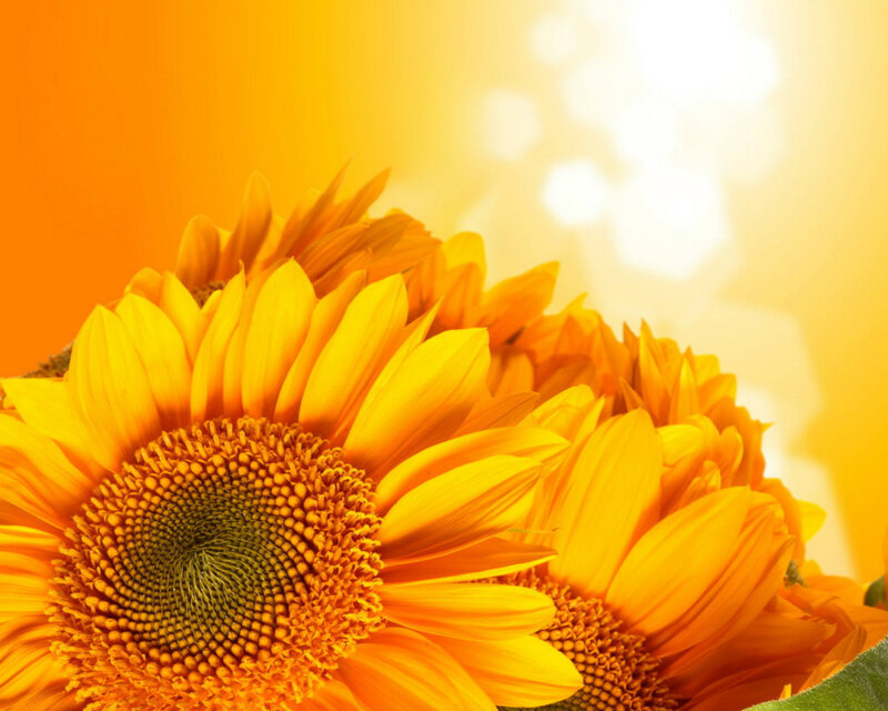 Sunflowers in Sunlight — Yellow, Bright, Afternoon, Photograph, Petals