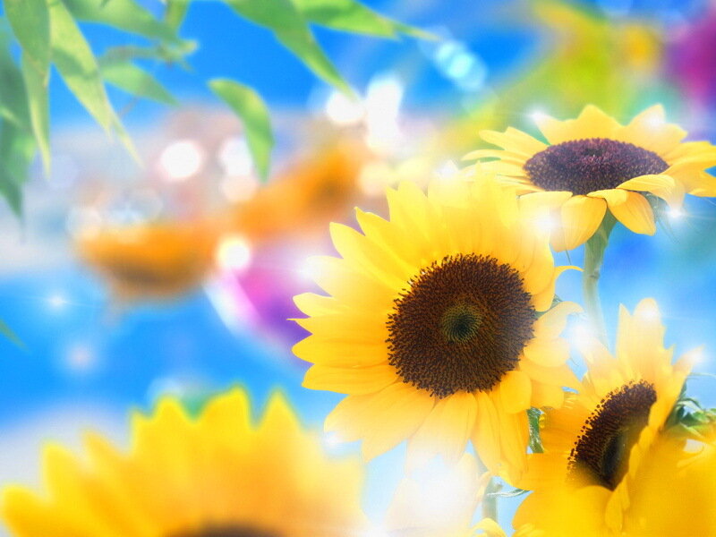 Sunflowers in Sunlight — Yellow, Bright, Afternoon