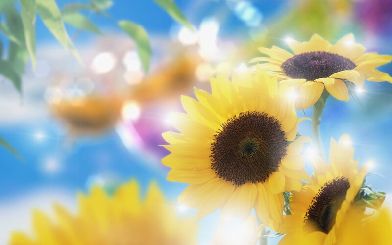 Sunflowers in Sunlight — Yellow, Bright
