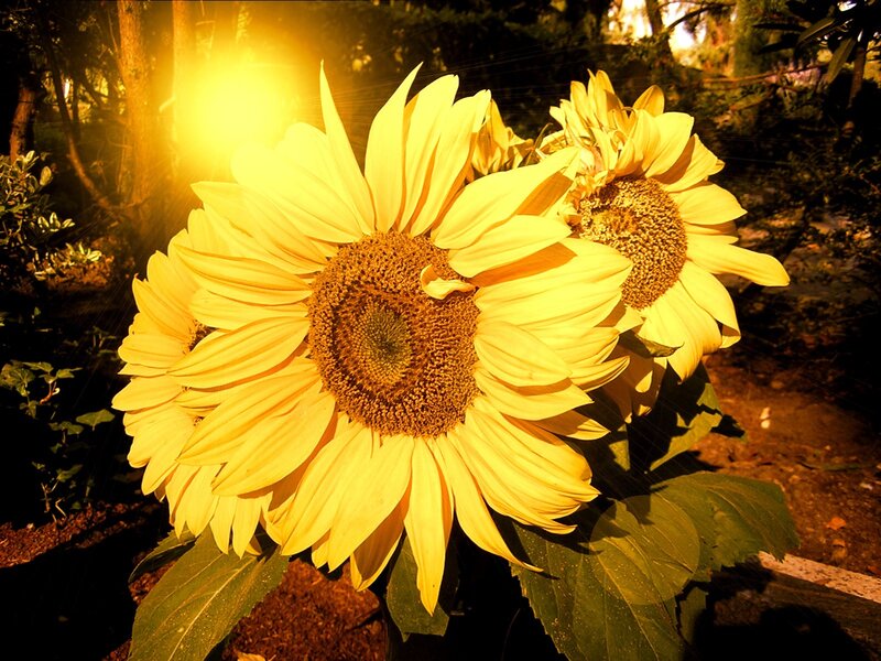 Sunflowers in Sunlight — Yellow, Dramatic, Sunset