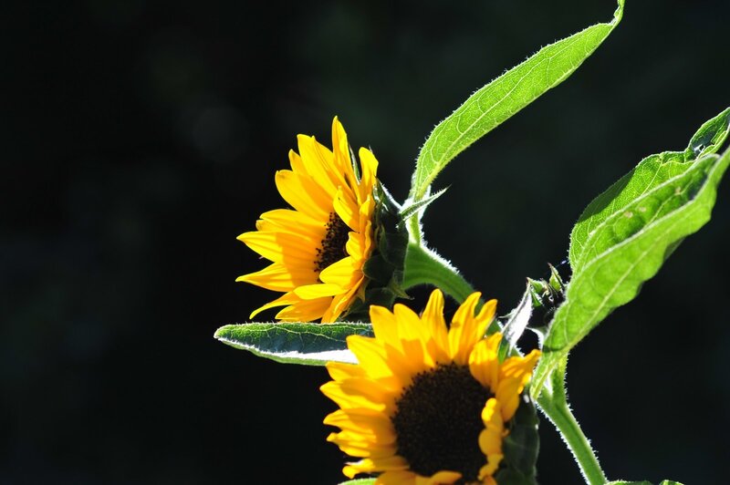 Sunflowers in Sunlight — Yellow, Dramatic